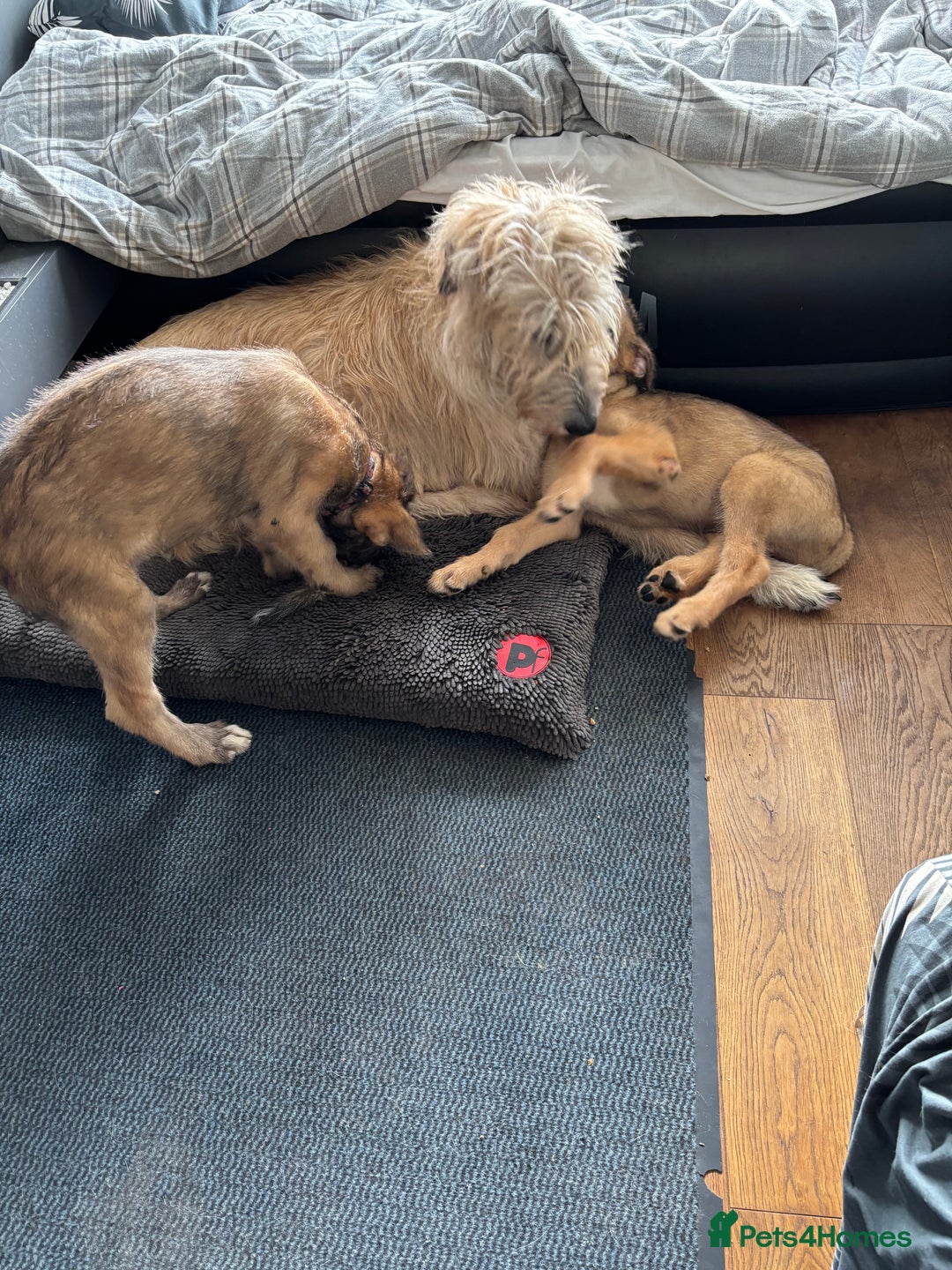 Irish Wolfhound dogs for sale: S Eccleston  - Image 3