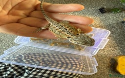 Bearded Dragon reptiles for sale: Baby bearded dragons 14 available - Image 4