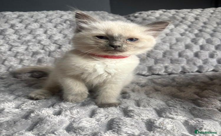Ragdoll cats - Advert 5