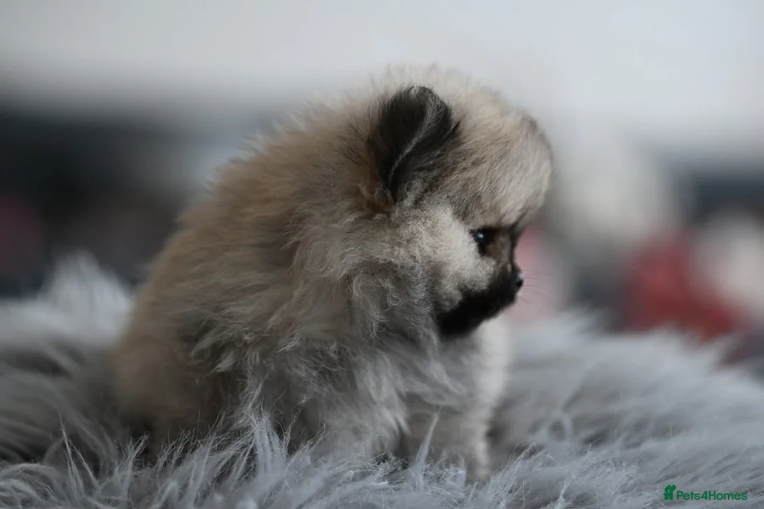 Pomeranian dogs for sale: Gorgeous small Pomeranian puppies 🧸  - Advert 4