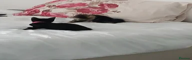 Domestic Shorthair 1
