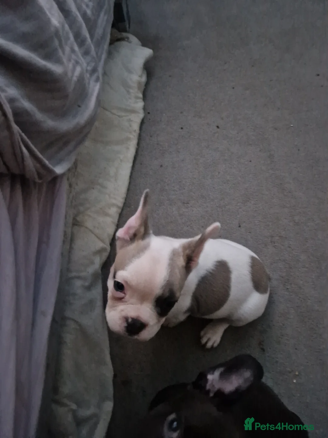 French Bulldog dogs for sale: 2 female French bulldog pups - Advert 2