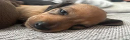 Miniature Dachshund dogs for sale: Beautiful Miniature Dachshund Puppies – Ready Soon - Advert 3