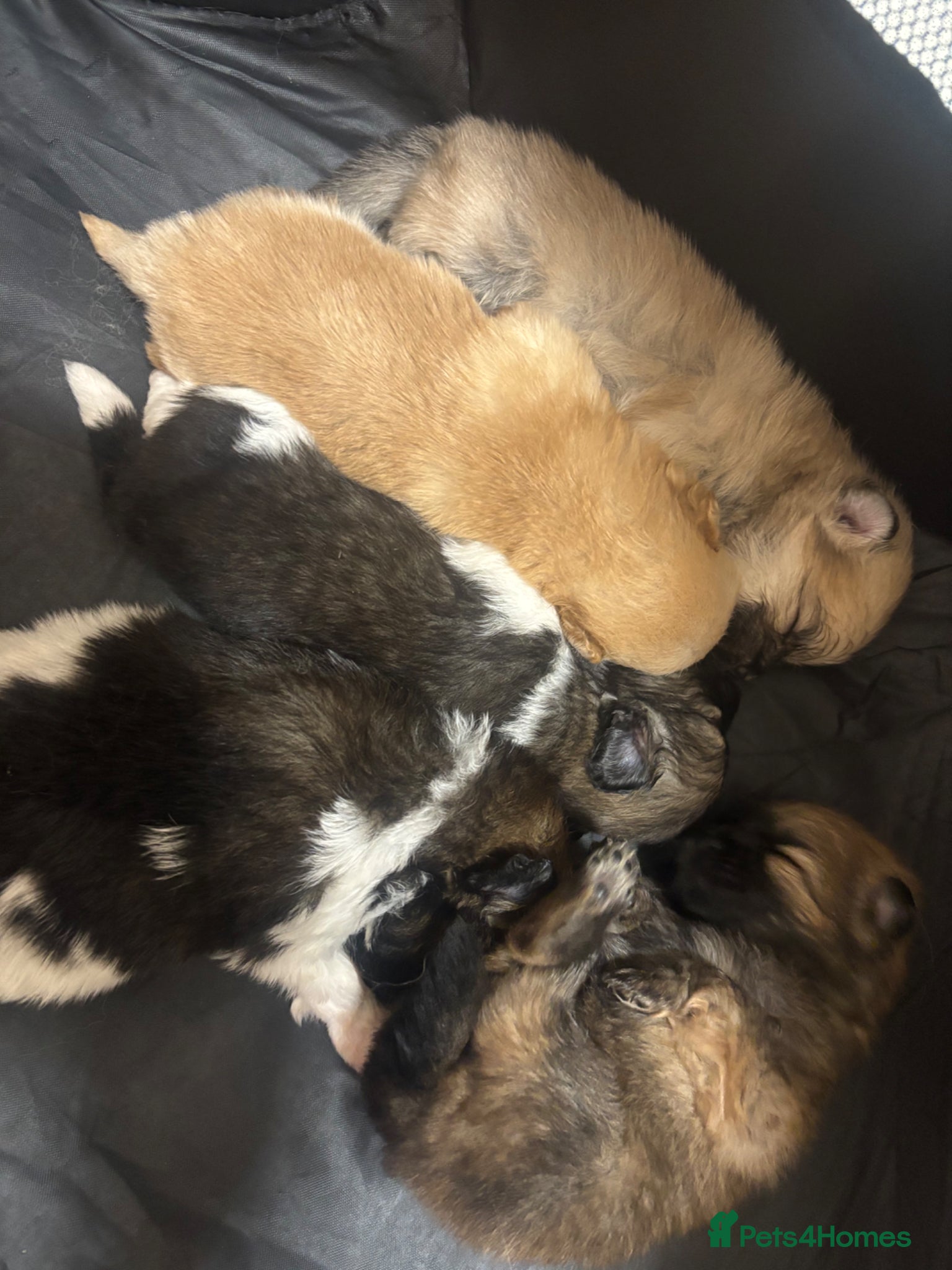 Pomeranian dogs Adorable Pomeranian Puppies - Advert 12