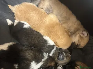 Pomeranian dogs Adorable Pomeranian Puppies - Advert 5