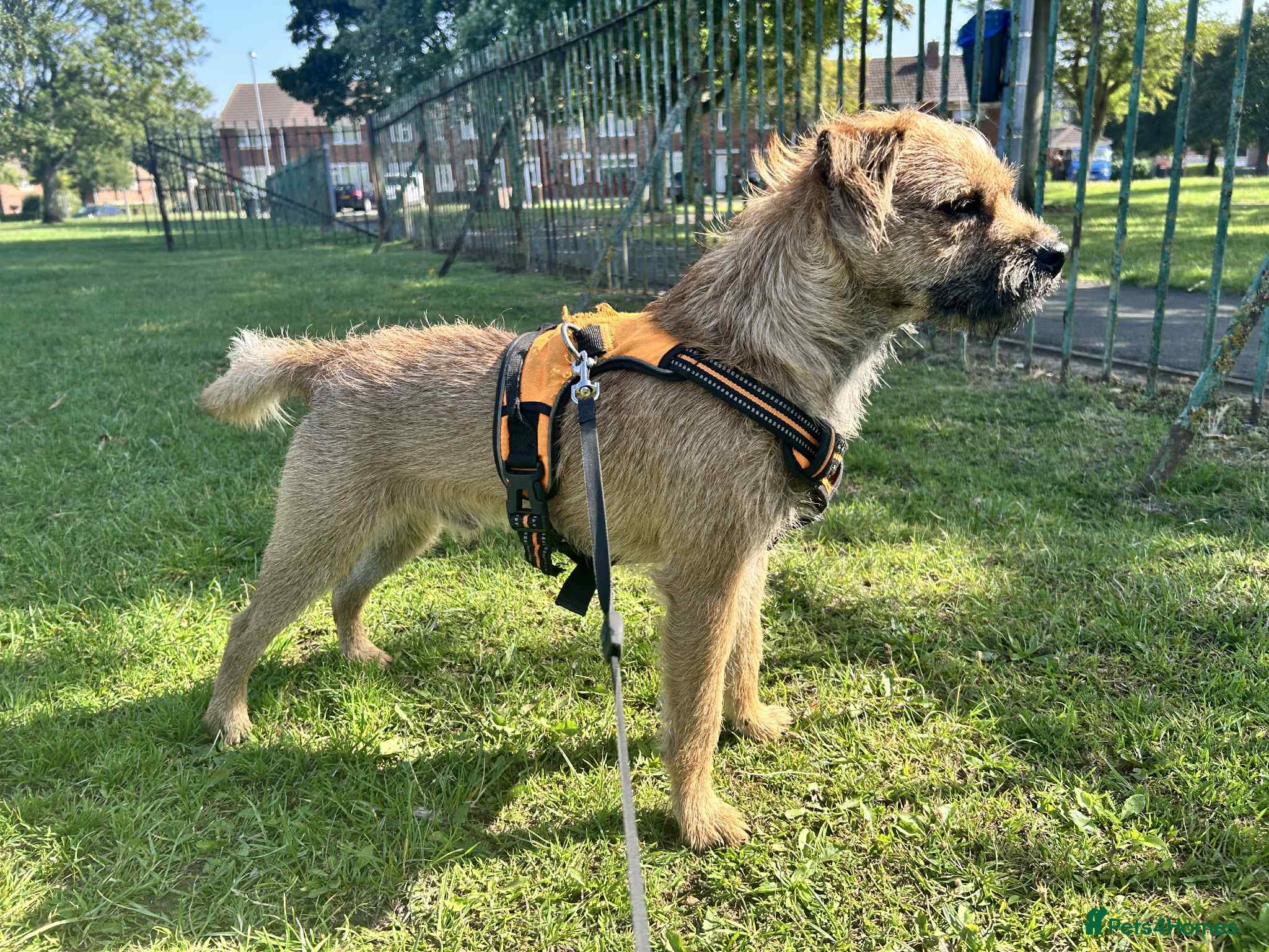 Border Terrier dogs Please help this little guy - Advert 9