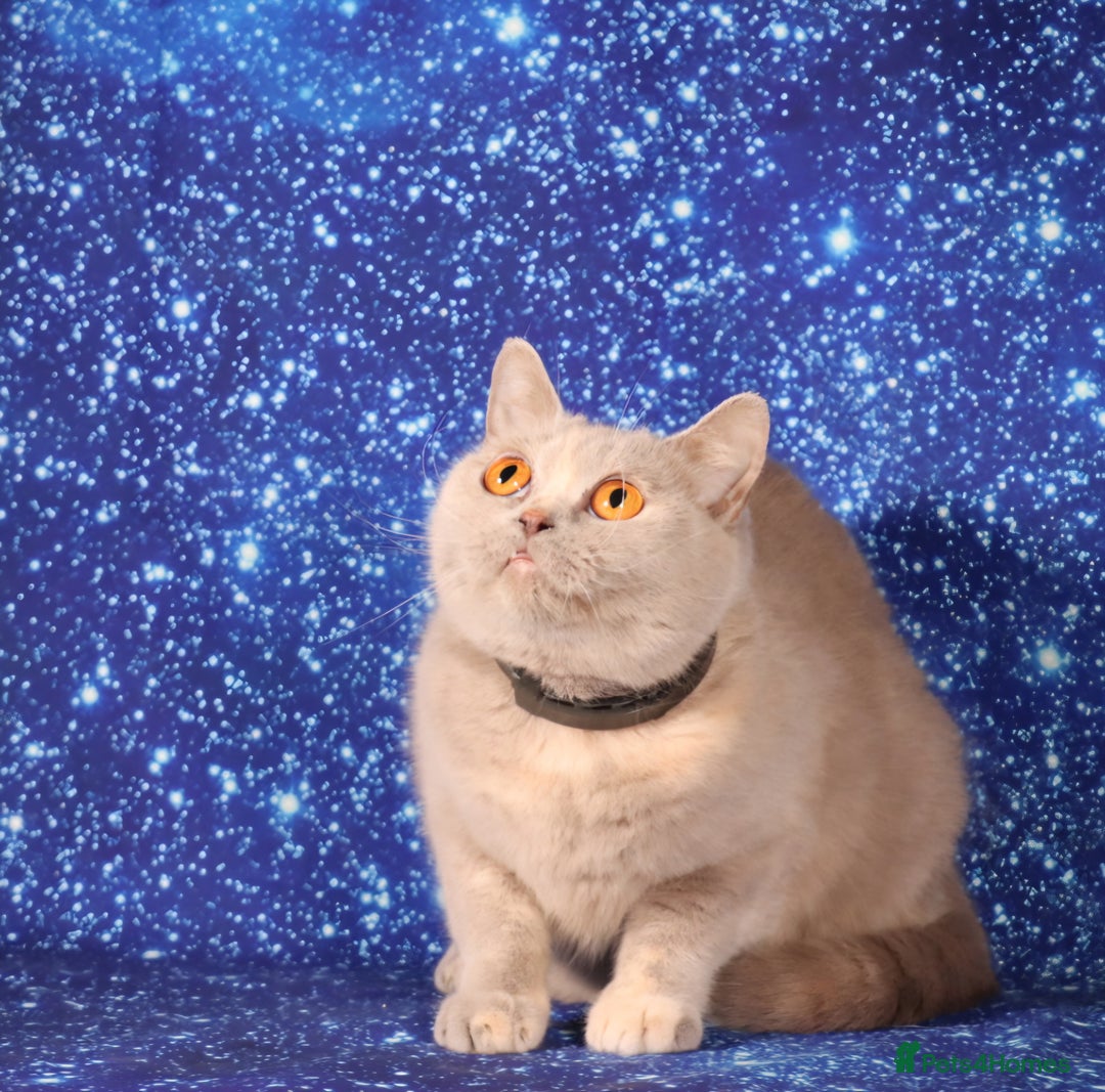 British Shorthair cats for sale: Retired Tica registered British shorthair females  - Image 5