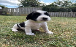 English Springer Spaniel dogs for sale: Gorgeous KC Registered Springer Spaniel Puppies in Thirsk - Image 14