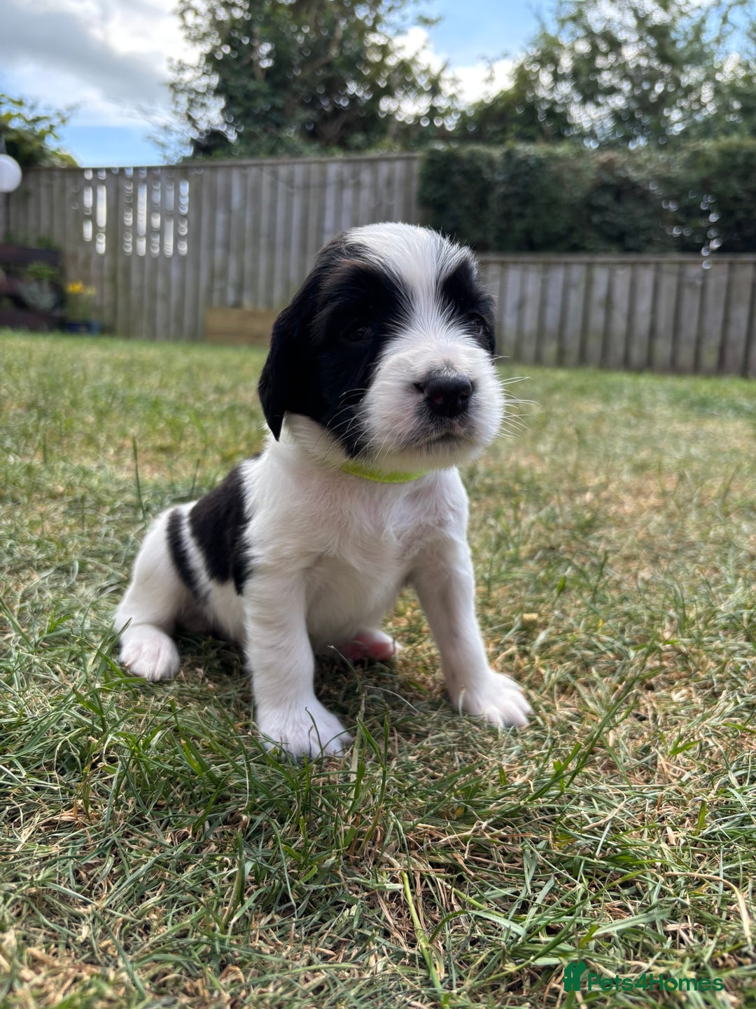 English Springer Spaniel dogs for sale: Gorgeous KC Registered Springer Spaniel Puppies in Thirsk - Image 14