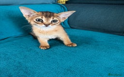 Abyssinian cats for sale: Last Pedigree abbysinian girl left! - Image 16