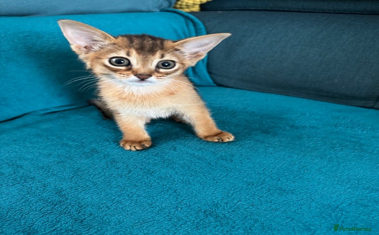 Abyssinian cats - Advert 1