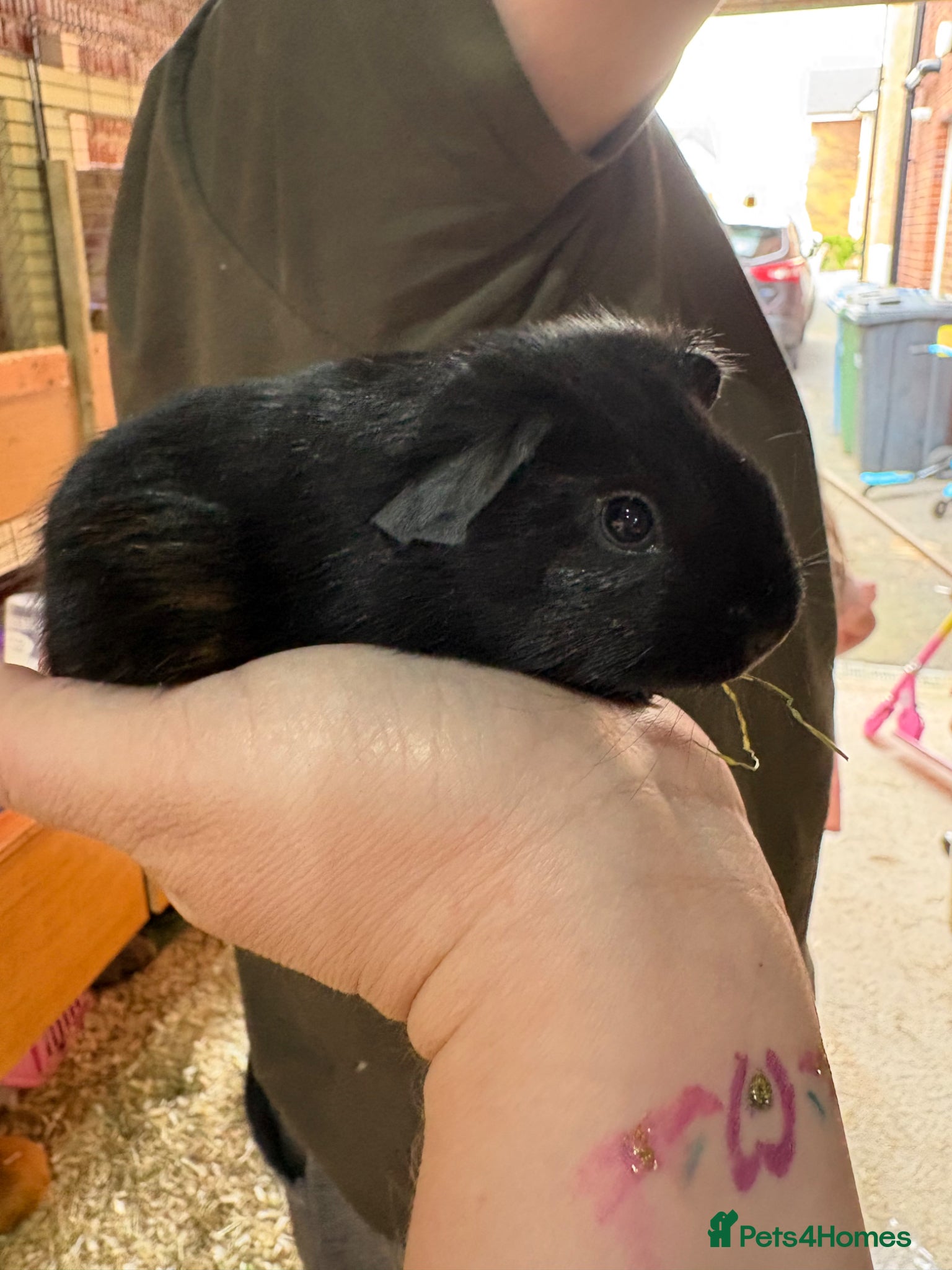 Guinea Pig rodents Guinea pigs available  - Advert 7