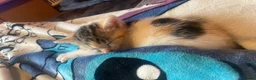 Domestic Shorthair cats for sale: Kitten  in Basildon - Advert 4