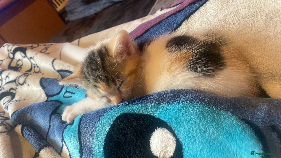 Domestic Shorthair cats for sale: Kitten  in Basildon - Advert 4