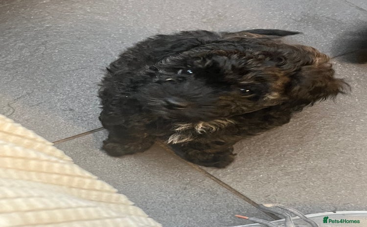 Mixed Breed dogs - Advert 3