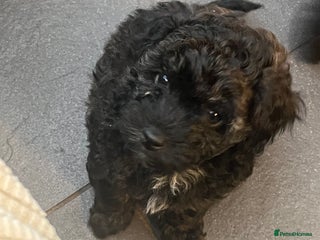 Mixed Breed dogs - Advert 2