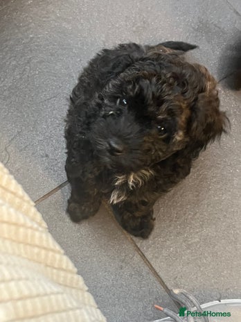 Mixed Breed dogs - Advert 2