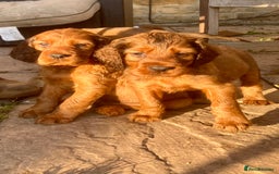 Mixed Breed dogs for sale: Beautiful setter pups Gordon/Irish  - Image 15