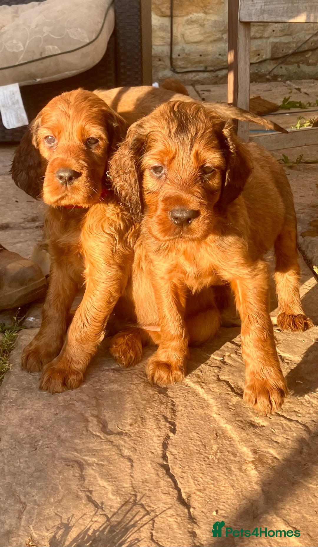 Mixed Breed dogs for sale: Beautiful setter pups Gordon/Irish  - Image 15