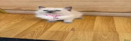 Ragdoll cats for sale: Ragdoll kittens for sale - Advert 9