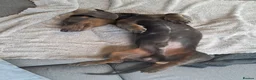 Miniature Dachshund dogs for sale: Rocco - Advert 3