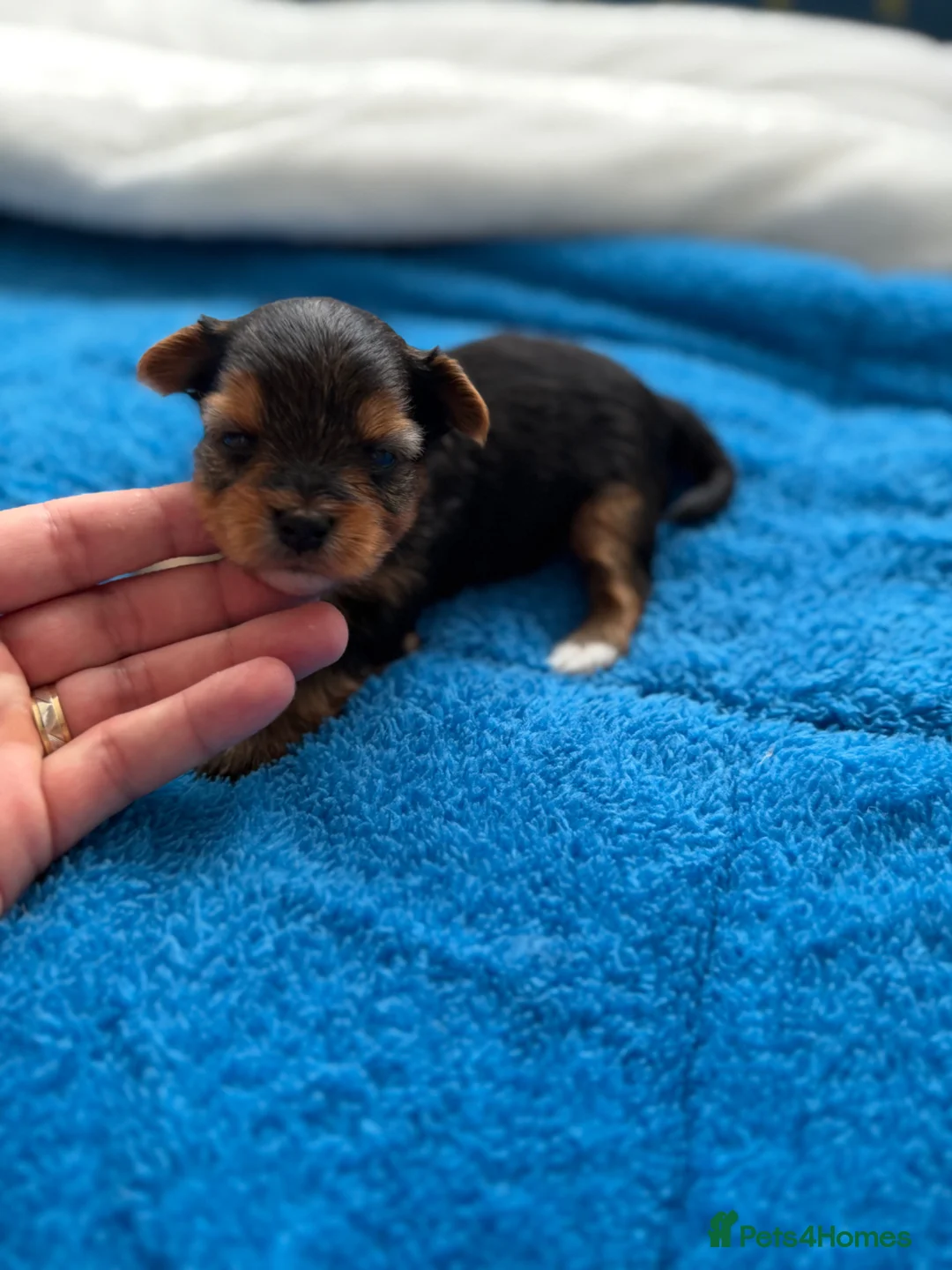 Yorkshire Terrier dogs for sale: 🌺 Pedigree Tiny Yorkie Puppies- Rare Colors 🌺 - Advert 2