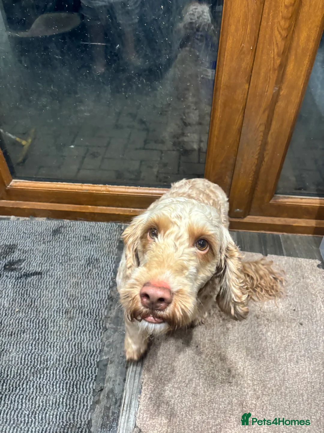 Cockapoo dogs for sale: Male cockapoo in Nuneaton - Advert 2