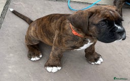 Boxer dogs for sale: READY TO GO - Chunky KC registered Boxer pups - Image 10