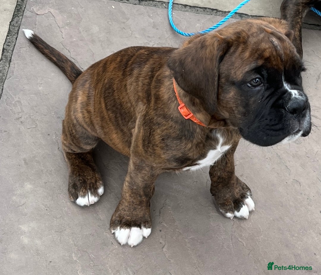 Boxer dogs for sale: READY TO GO - Chunky KC registered Boxer pups - Image 10