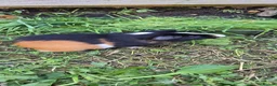 Guinea Pig rodents for sale: A LOVELY MALE AMERICAN GUINEA PIG 5 MONTHS - Advert 1
