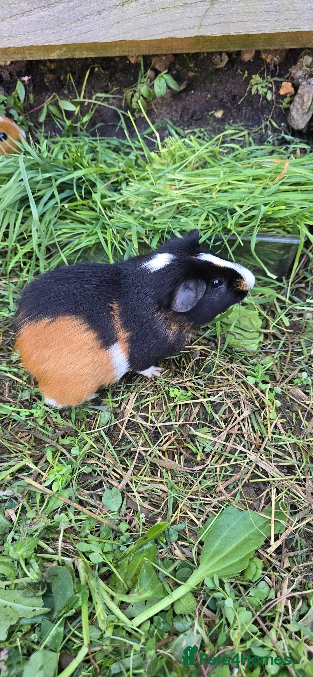 Guinea Pig rodents for sale: A LOVELY MALE AMERICAN GUINEA PIG 5 MONTHS - Advert 1
