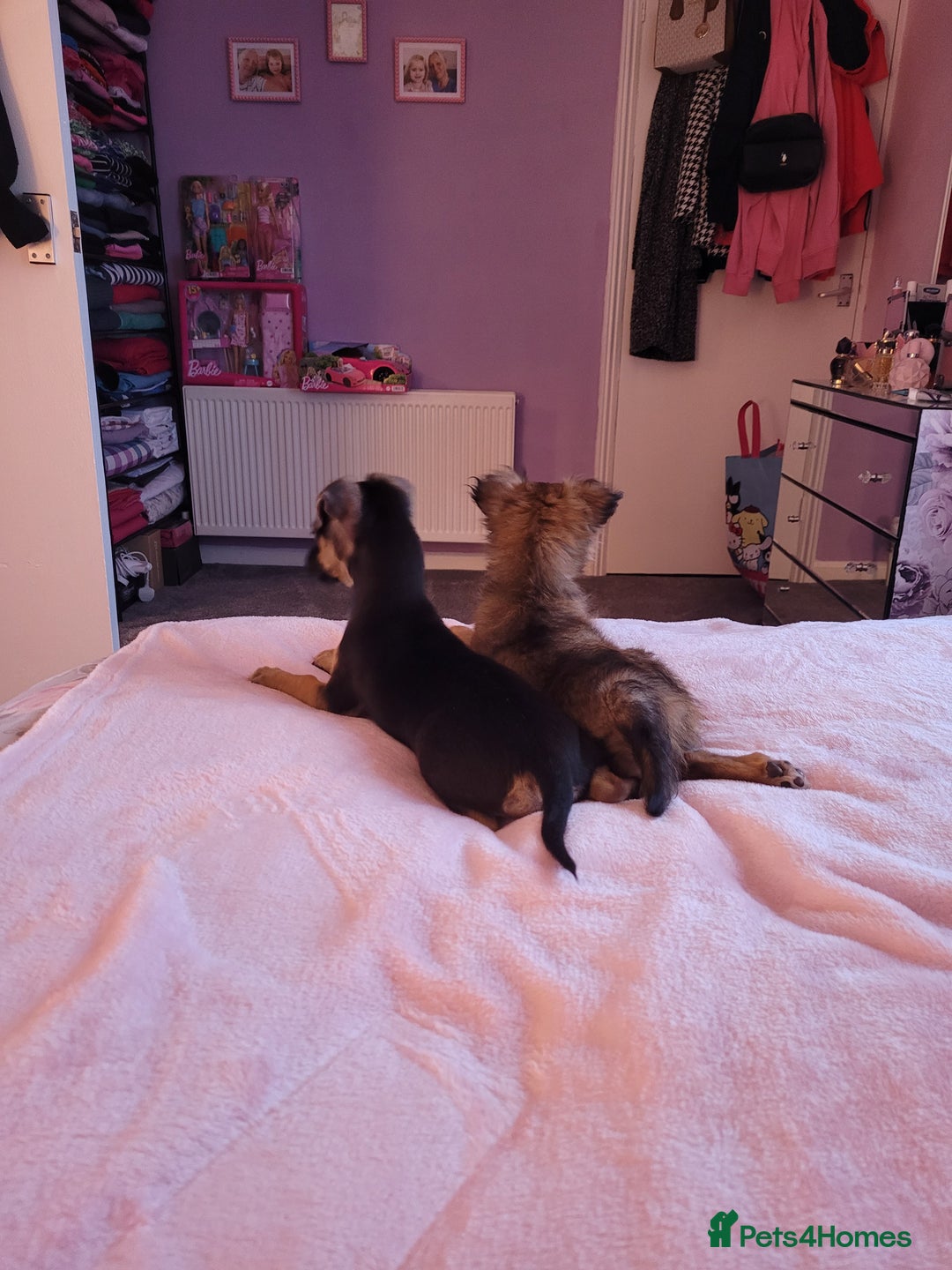 Mixed Breed dogs for sale: Chihuahua x jack males - Image 8