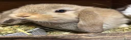 Mini Lop rabbits for sale: Friendly gorgeous mini lops  in Chesterfield - Advert 3