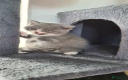 British Shorthair cats for sale: 4 Sweet PEDIGREE kittens - Image 10