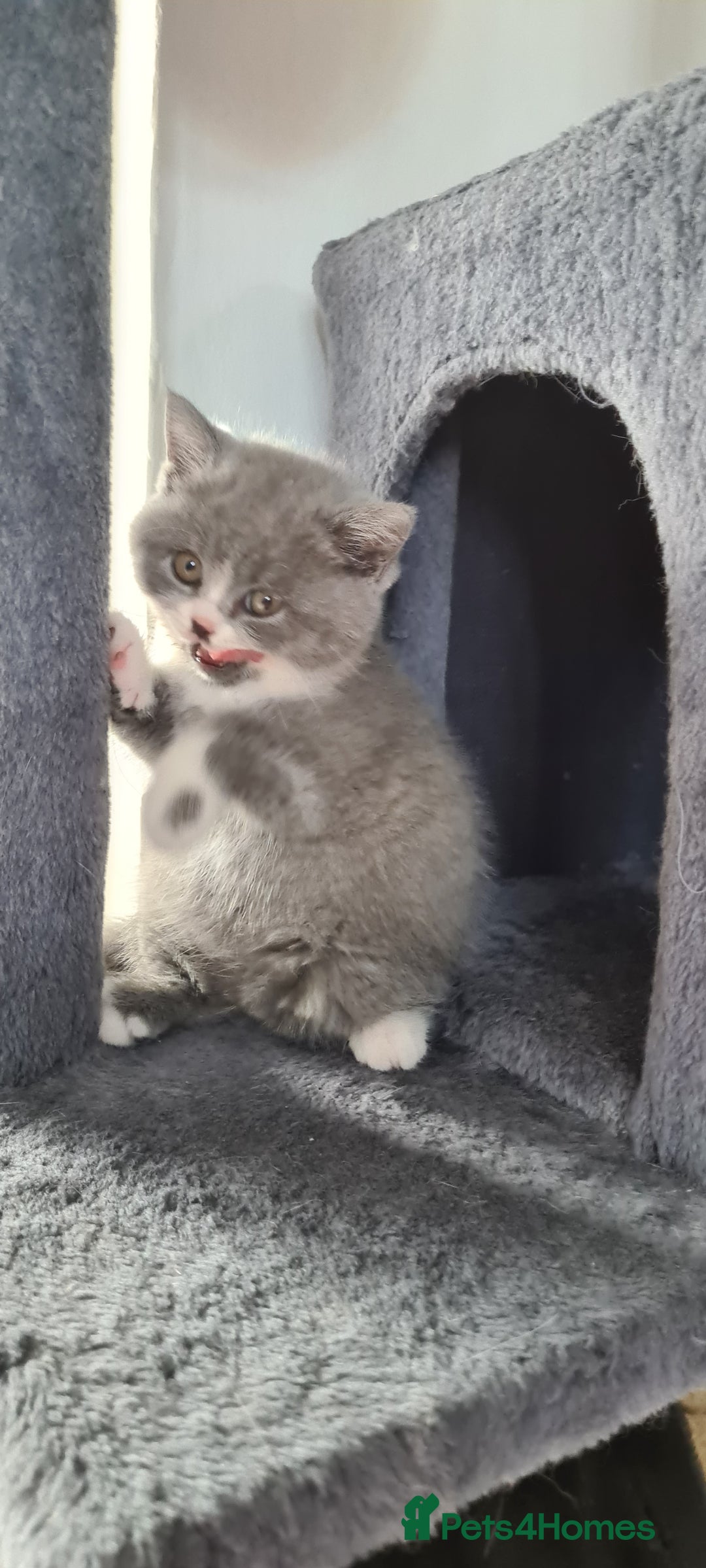 British Shorthair cats for sale: 4 Sweet PEDIGREE kittens - Image 10