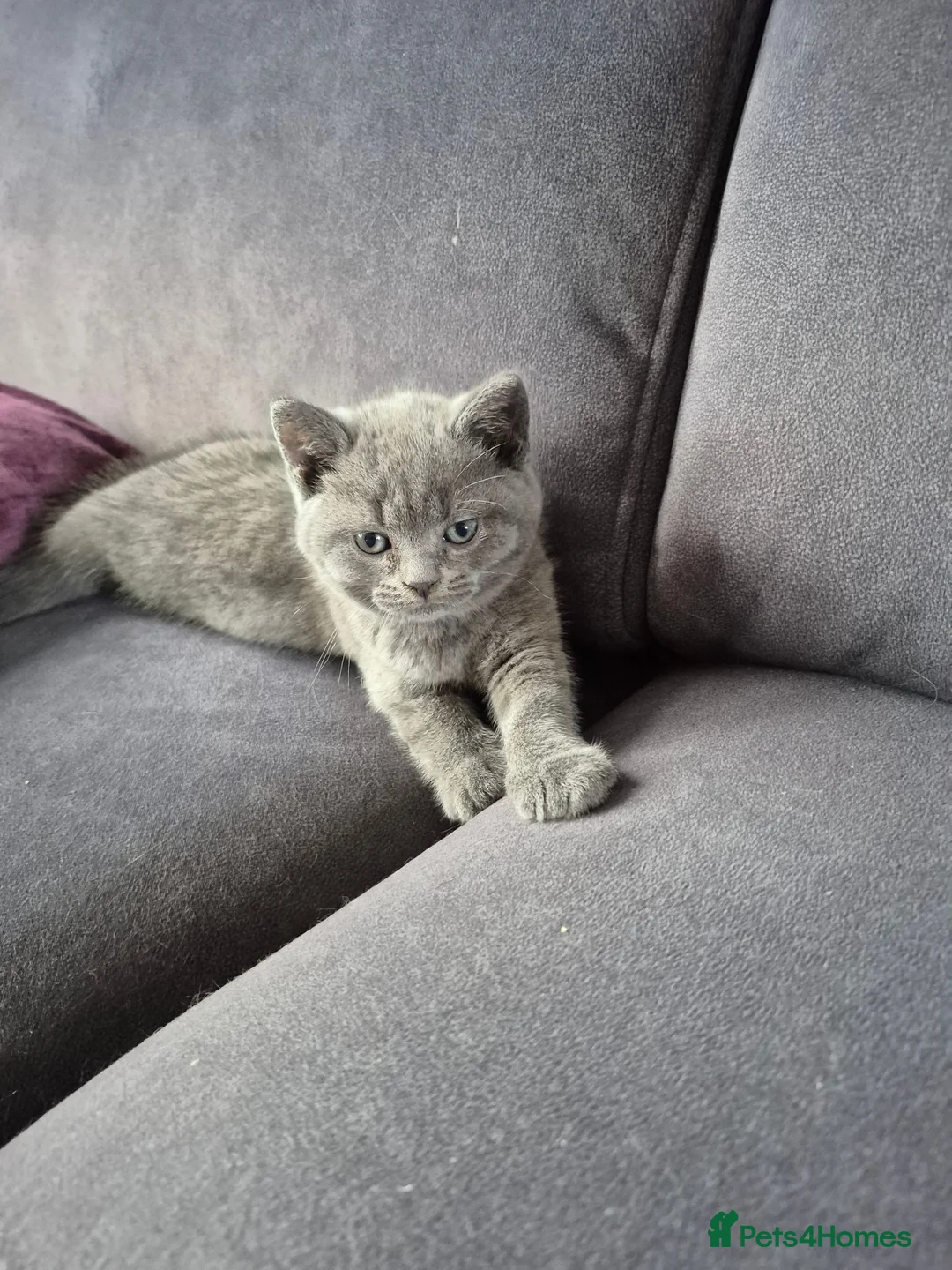 British Shorthair cats for sale: Beautiful British shorthair boys available - Advert 2