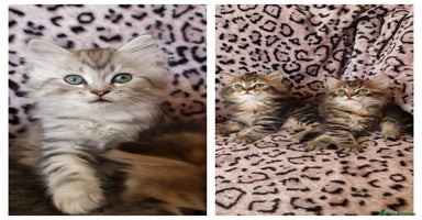 Perdoll cats - Advert 7
