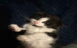 British Longhair cats for sale: beautiful tuxedo longhair needs foreveerhome - Image 3