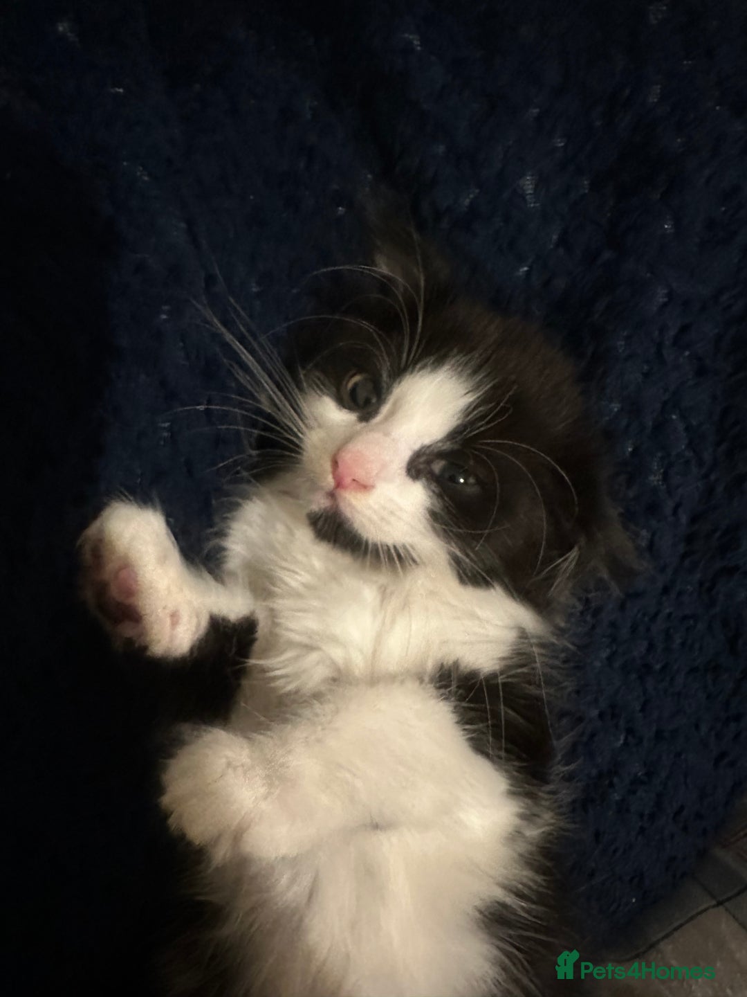 British Longhair cats for sale: beautiful tuxedo longhair needs foreveerhome - Image 3