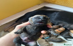 Mixed Breed dogs for sale: Rottweiler  ** taffy puppies - Image 18