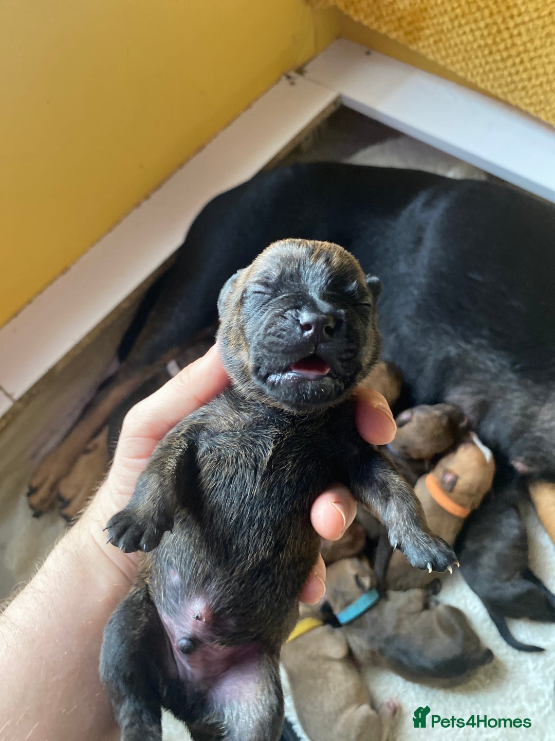 Mixed Breed dogs for sale: Rottweiler  ** taffy puppies - Image 18