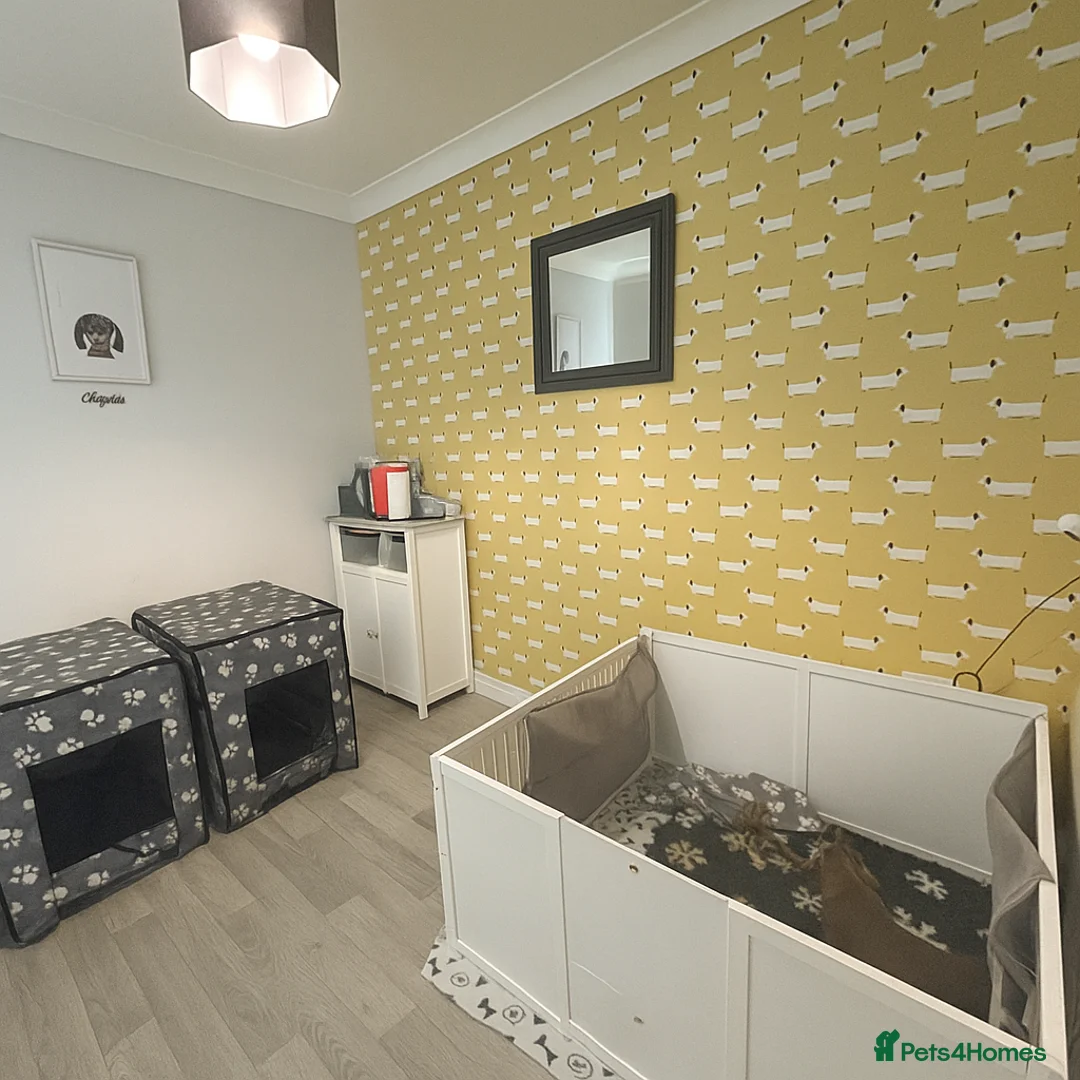 Miniature Dachshund dogs for sale: 🐾 Dapple Boy Newly Available! 🐾 - Advert 11