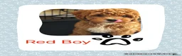 Cavapoo dogs for sale: 5* Cavapoo Puppies - Advert 4