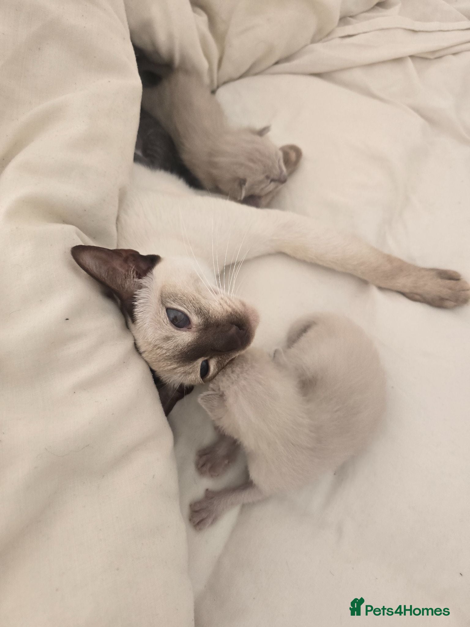 Siamese cats Siamese - Advert 1