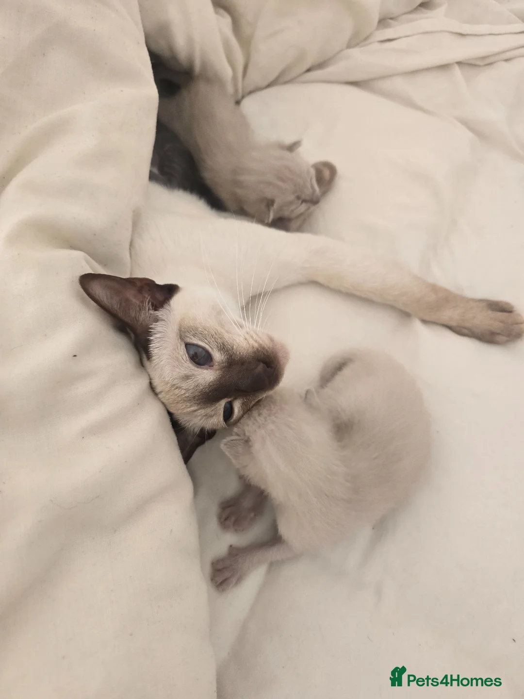 Siamese cats for sale: Siamese - Advert 1