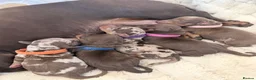 Miniature Dachshund dogs for sale: Miniature dachshund pups  - Advert 23