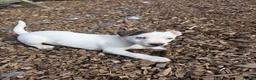 Jack Russell dogs for sale: Lovely Jack russell puppies - Advert 24