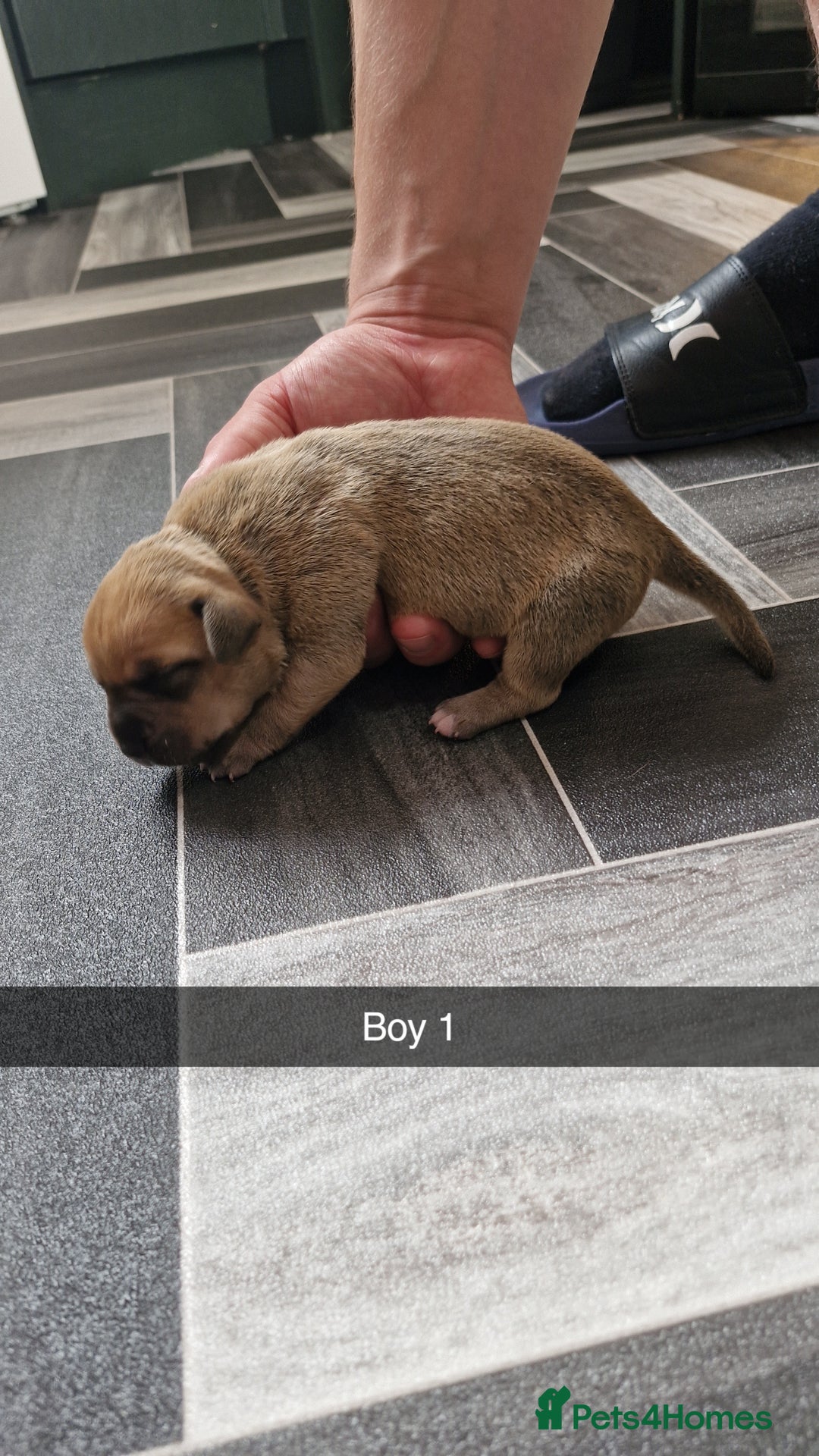 Mixed Breed dogs for sale: Staffie bullweiler puppies  - Image 3