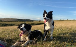 Border Collie dogs for sale: 6 month Border collie girlie for WORKING home - Image 4