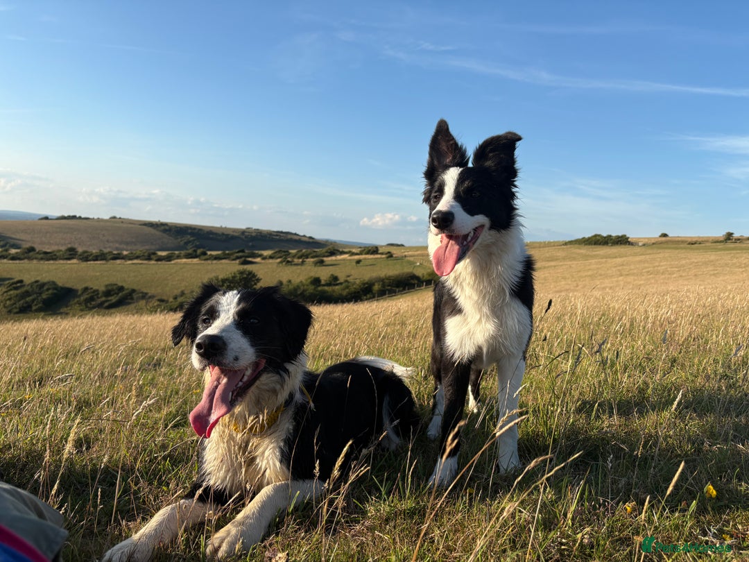 Border Collie dogs for sale: 6 month Border collie girlie for WORKING home - Image 4